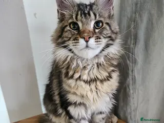 Maine Coon cats Pedigree Maine Coon girls - Advert 7