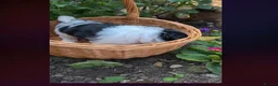 Lhasa Apso dogs for sale: Adorable Lhasa Apso puppies KC registered  - Advert 5