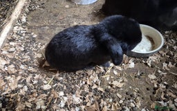 Mini Lop rabbits for sale: Mini Lop Rabbits - Image 9