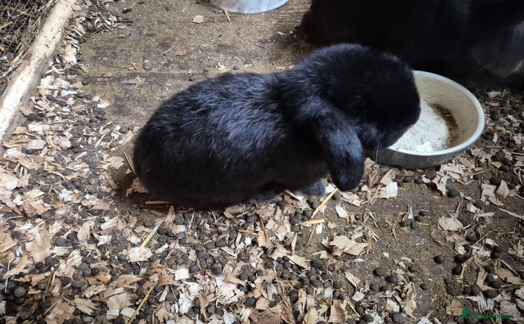 Mini Lop rabbits - Advert 16
