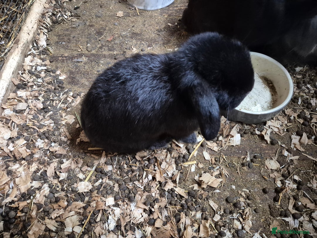 Mini Lop rabbits for sale: Mini Lop Rabbits - Image 9
