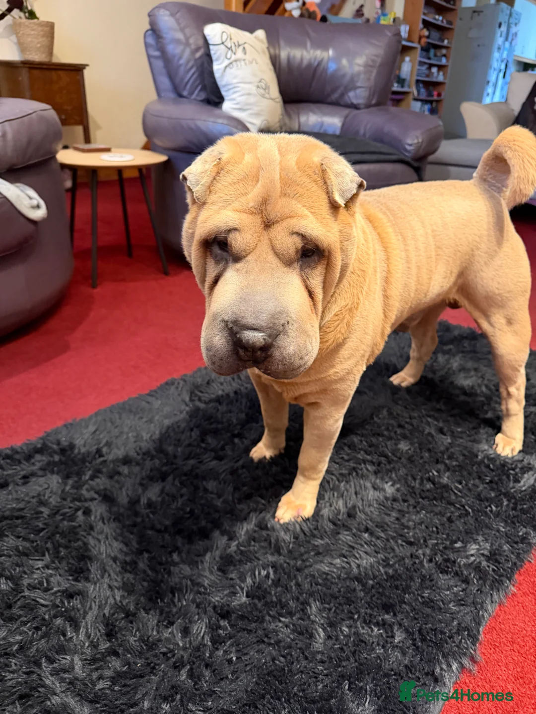 Shar Pei dogs for stud: Up for stud  in Swindon - Advert 1