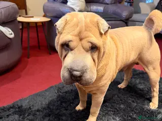 Shar Pei dogs Up for stud - Advert 8