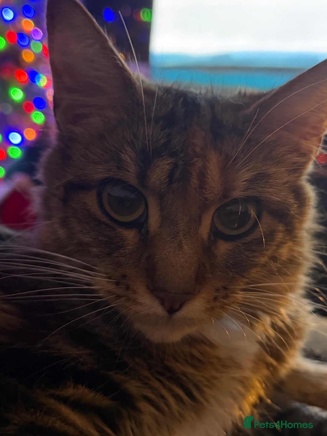 Mixed Breed cats for sale: Maine coon/Scottish fold cross - Advert 1