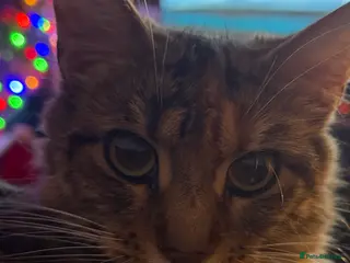 Mixed Breed cats Maine coon/Scottish fold cross - Advert 21