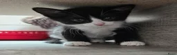 Mixed Breed cats for sale: 🐾GORGEOUS KITTENS READY FOR THEIR FOREVER HOMES🐾 - Advert 27