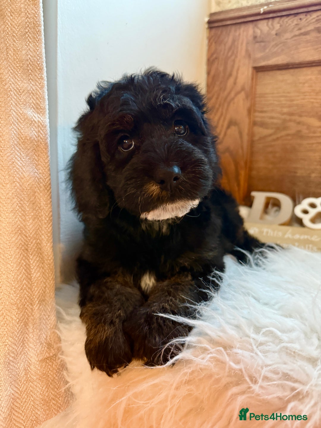 Cockapoo dogs for sale: Gorgeous Cockapoo puppies - Advert 7
