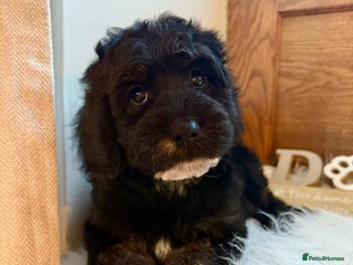 Cockapoo dogs Gorgeous Cockapoo puppies - Advert 13