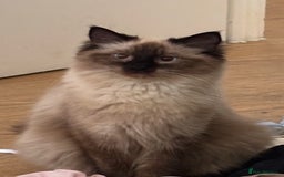 Ragdoll cats for sale:  Gorgeous fluffy chocolate ragdoll kittens🐾🥹 - Image 22