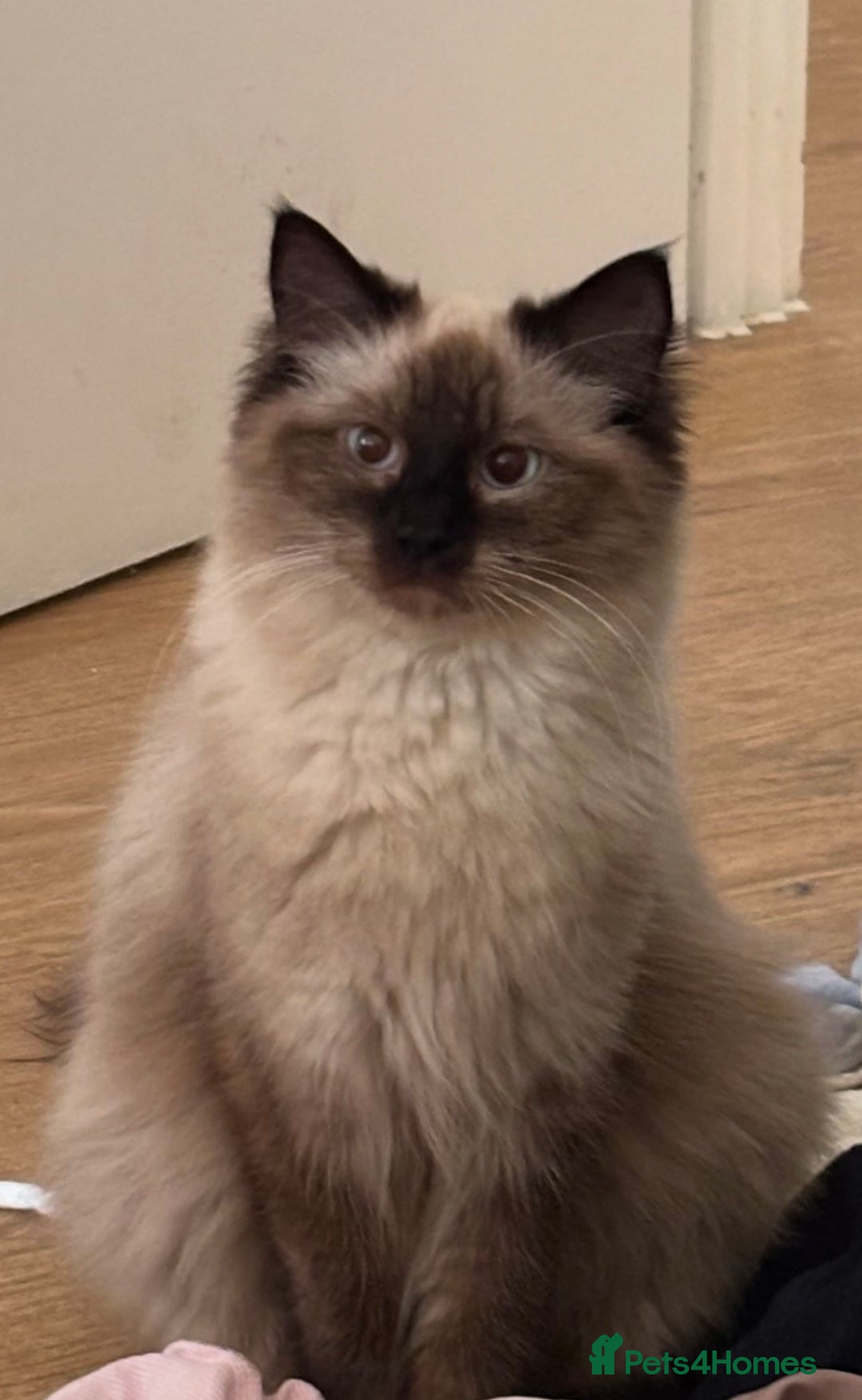 Ragdoll cats for sale:  Gorgeous fluffy chocolate ragdoll kittens🐾🥹 - Image 22