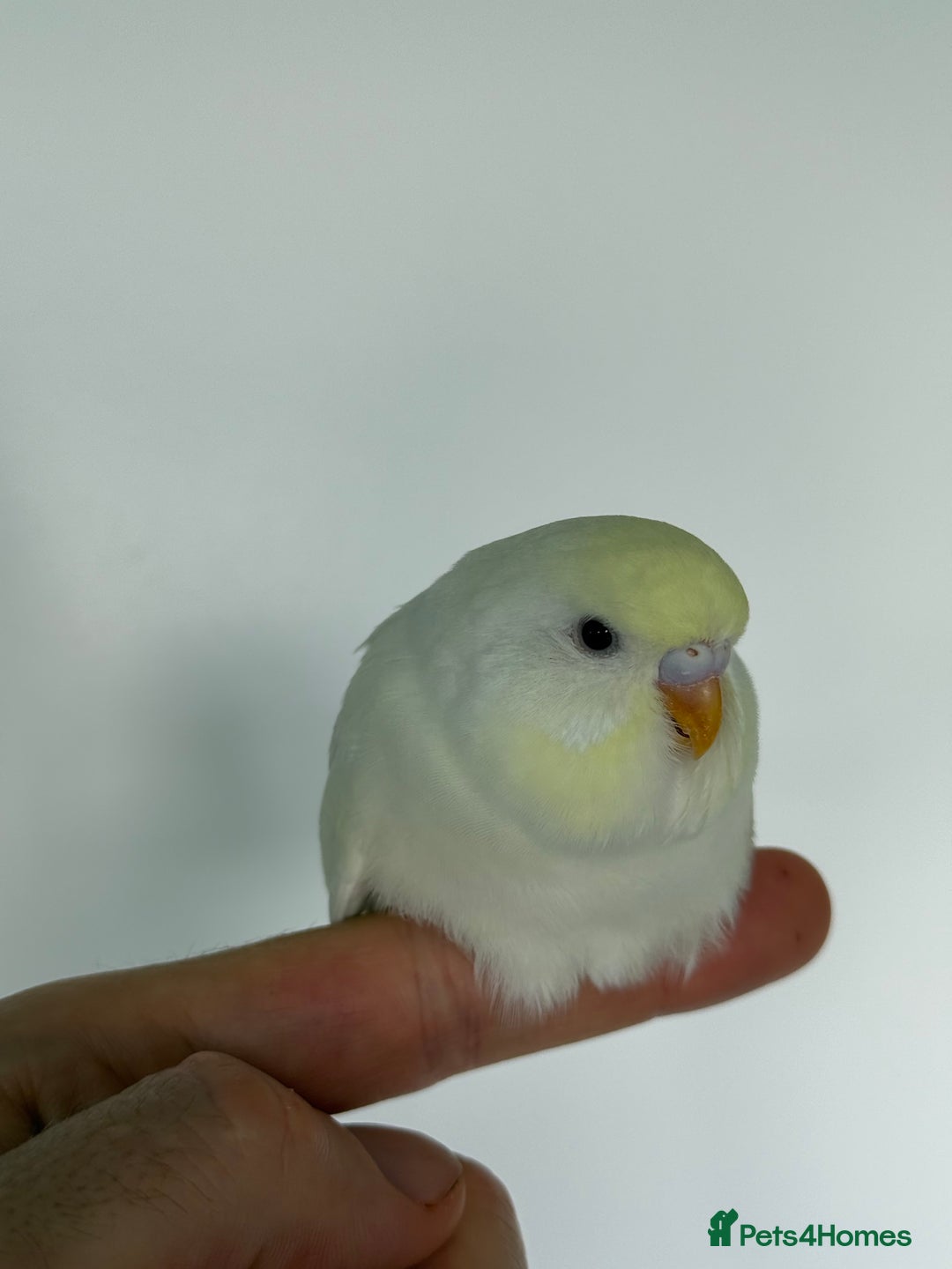 Budgerigars birds for sale: Young budgies happy&healthy in London - Image 21