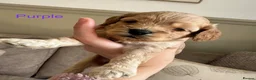 Cockapoo dogs for sale: Exceptional F1 Miniature Cockapoo Puppies  - Advert 8