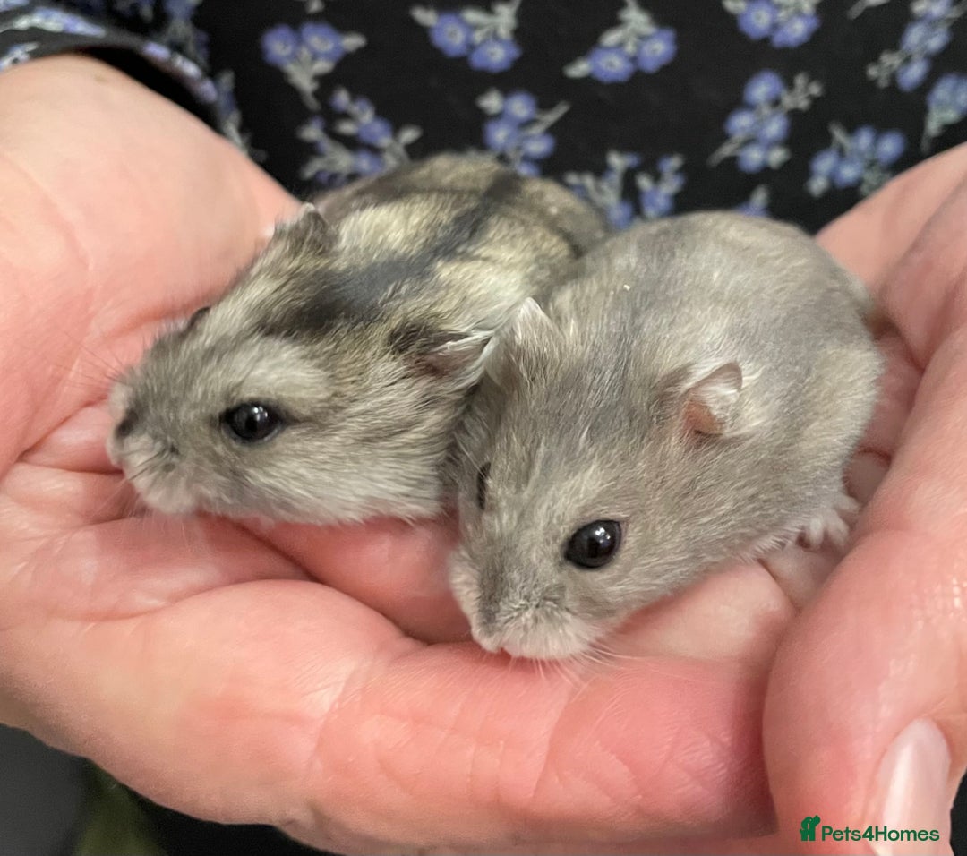 Hamster rodents for sale: Baby Winter White Russian hamsters from show stock - Image 5