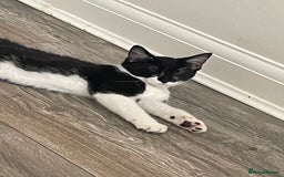 Mixed Breed cats for sale: GENTLE GIRL CAT - Image 2