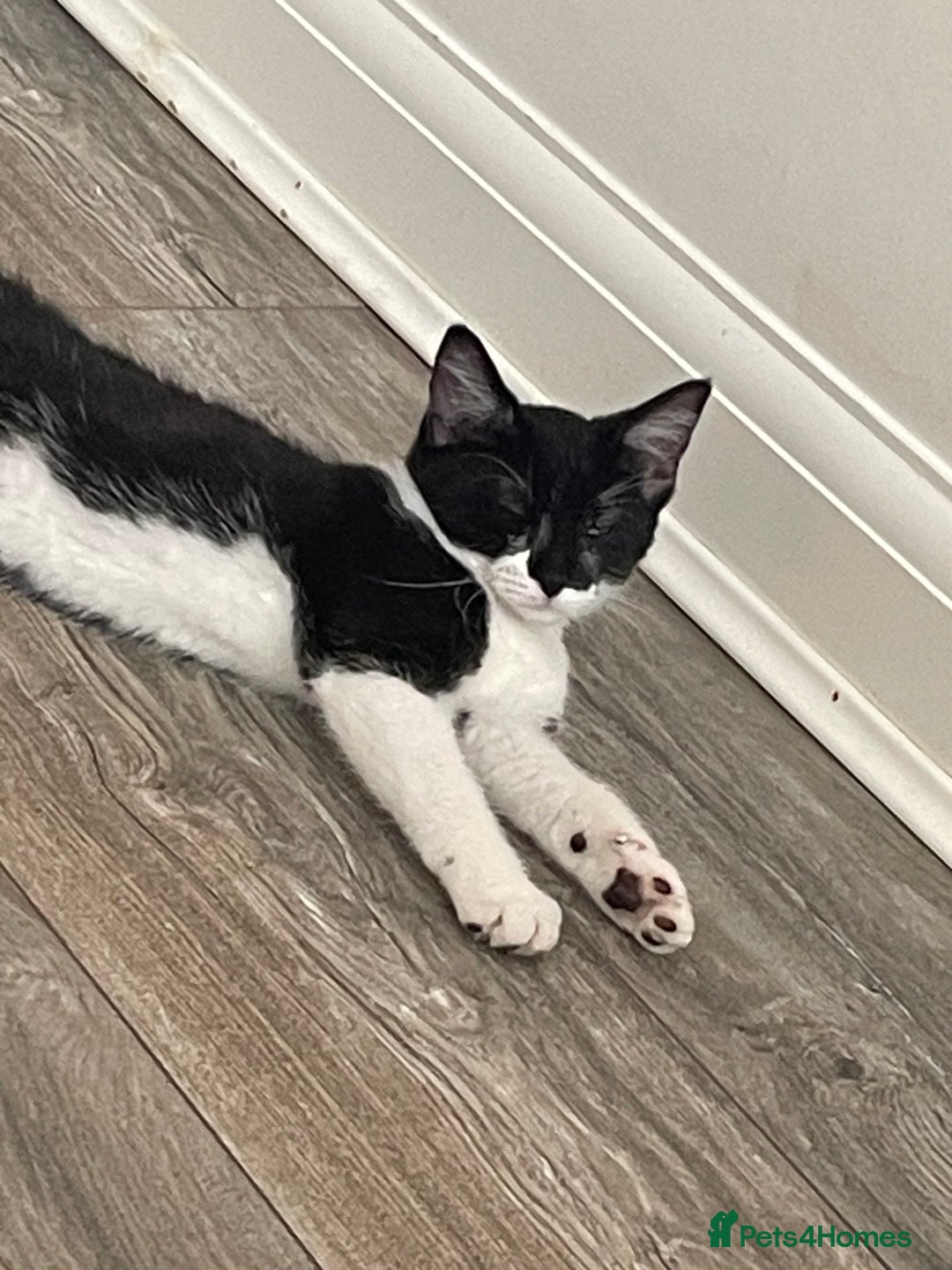 Mixed Breed cats for sale: GENTLE GIRL CAT - Image 2