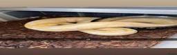 Python Snake reptiles for sale: Royal pythons  - Advert 3