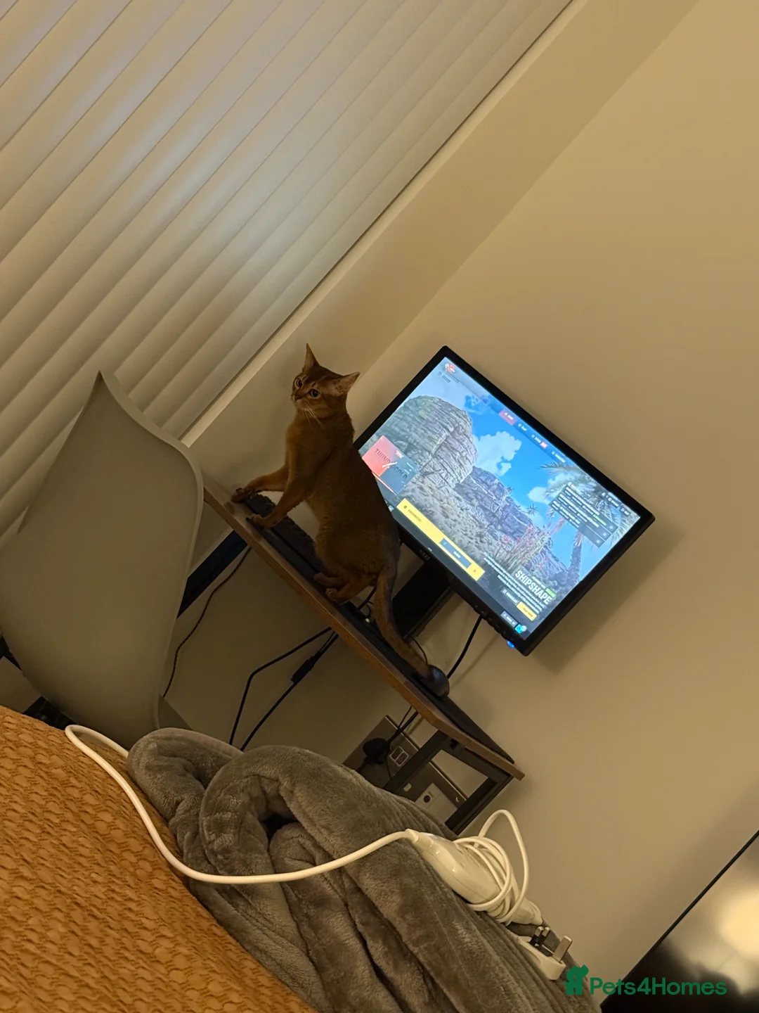 Abyssinian cats for sale: Abyssinian Male - 2.5 years - Ruddy - London - Advert 2