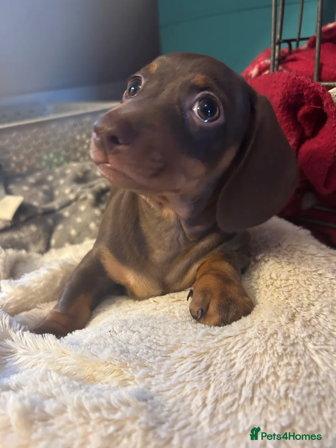 Dachshund dogs for sale: Gorgeous little girl dachshund  in Leighton Buzzard - Advert 3