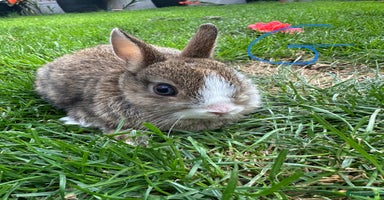 Netherland Dwarf rabbits - Advert 4