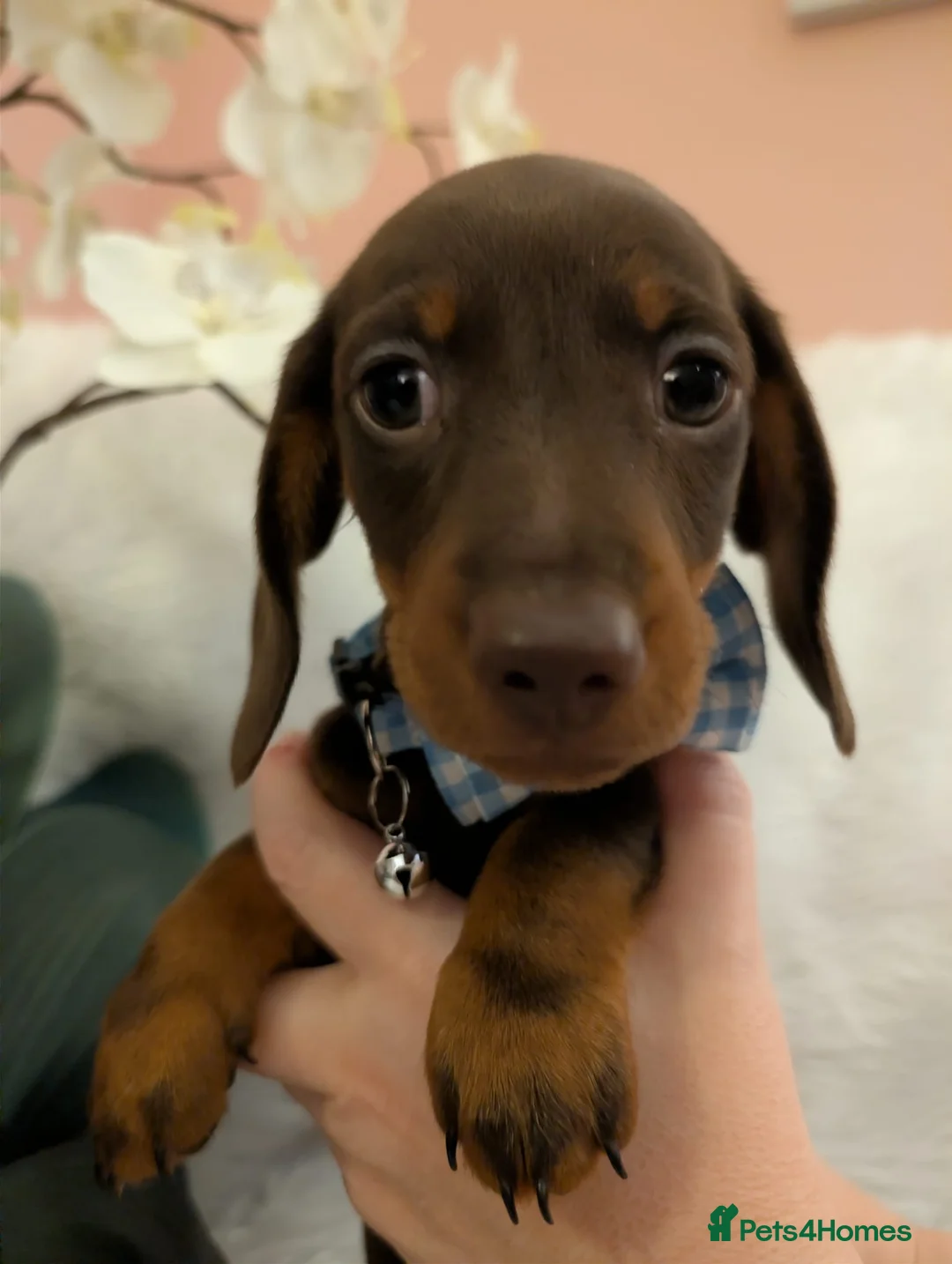 Miniature Dachshund dogs for sale: Miniature Dachshund Ready Now - Advert 18