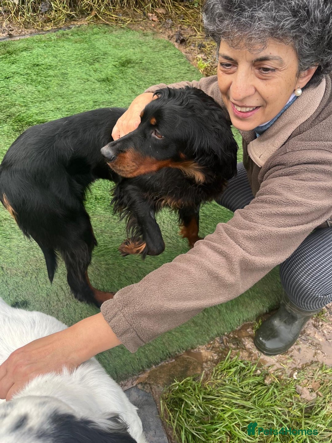 Gordon Setter dogs for adoption: Ona   - Advert 4