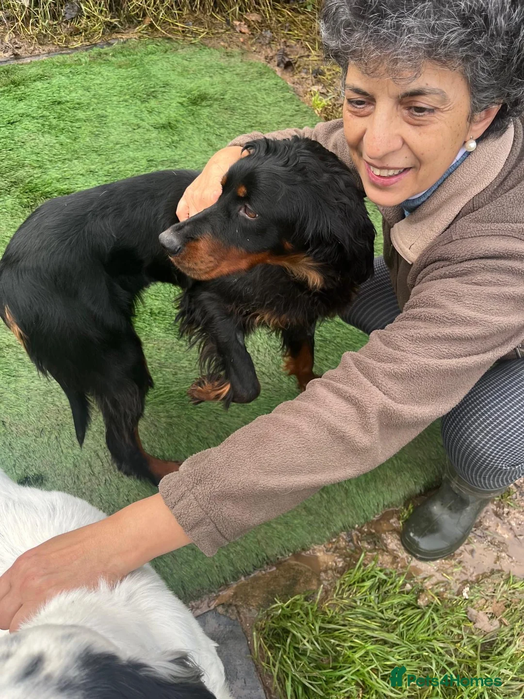 Gordon Setter dogs for adoption: Ona   - Advert 4
