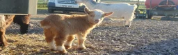 Goats livestock for sale: Lovely pygmy goats 🐐  - Advert 14