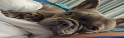 French Bulldog dogs for sale: French bulldog female - Advert 3