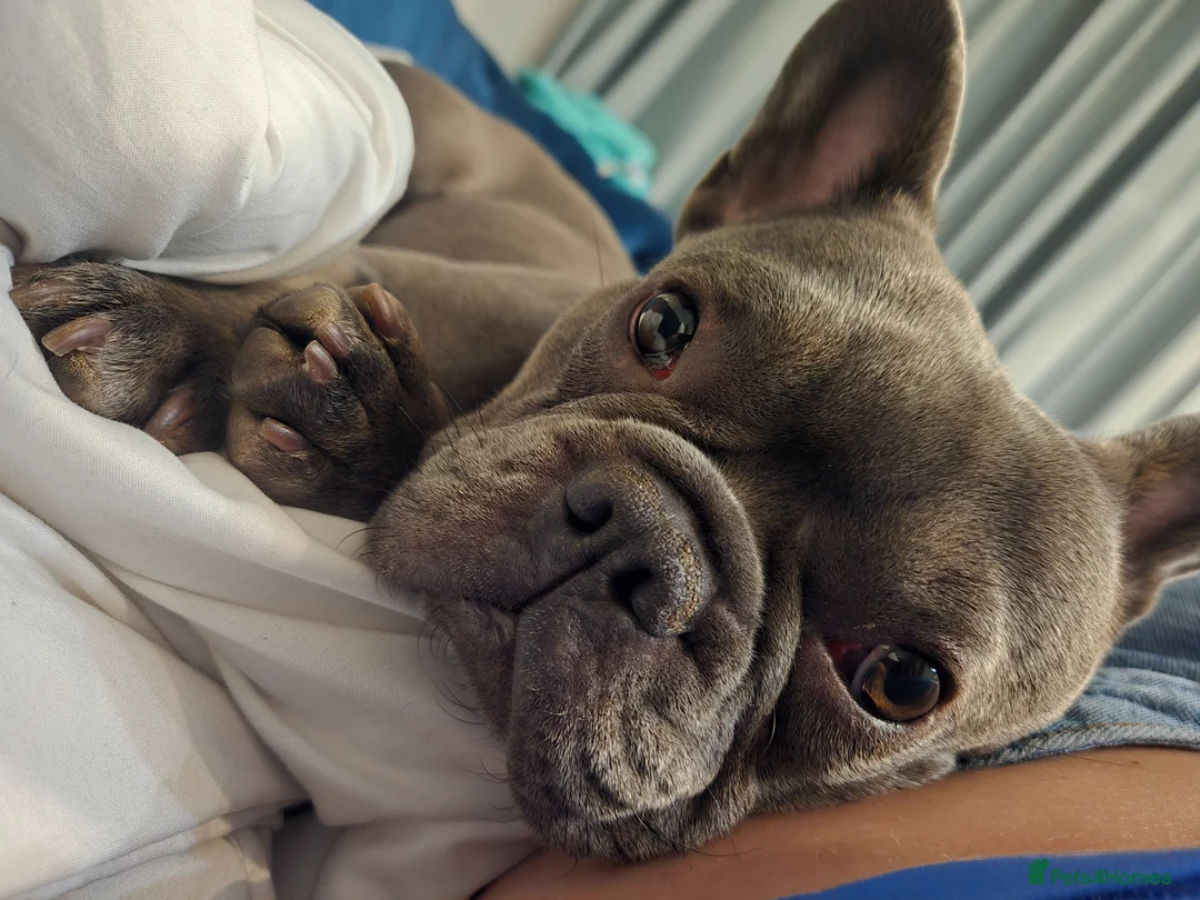 French Bulldog dogs for sale: French bulldog female - Advert 3