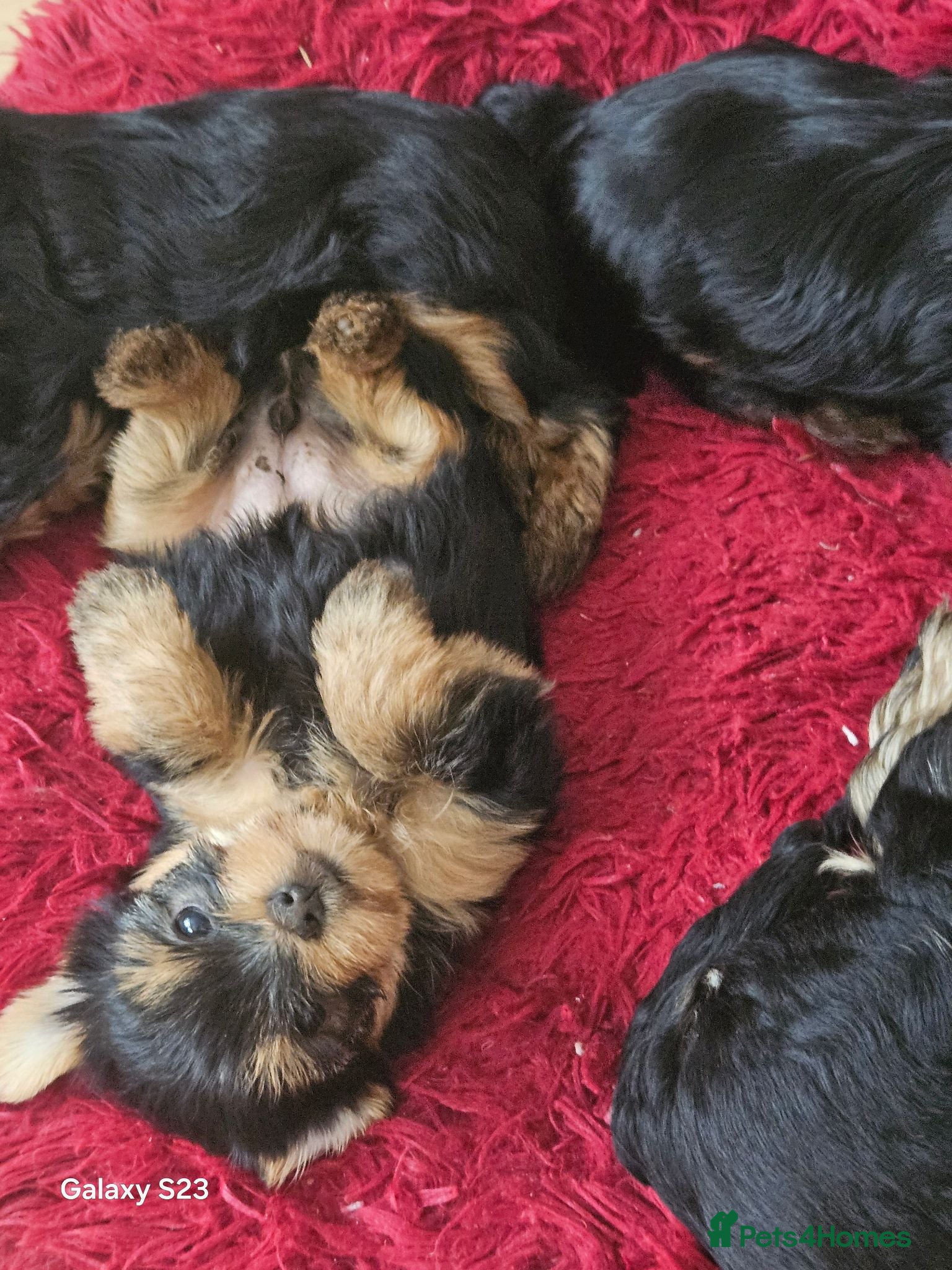 Yorkshire Terrier dogs  🐾 Beautiful Yorkshire Terrier Boys - Advert 3