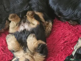 Yorkshire Terrier dogs 🐾 Beautiful Yorkshire Terrier Boys - Advert 3