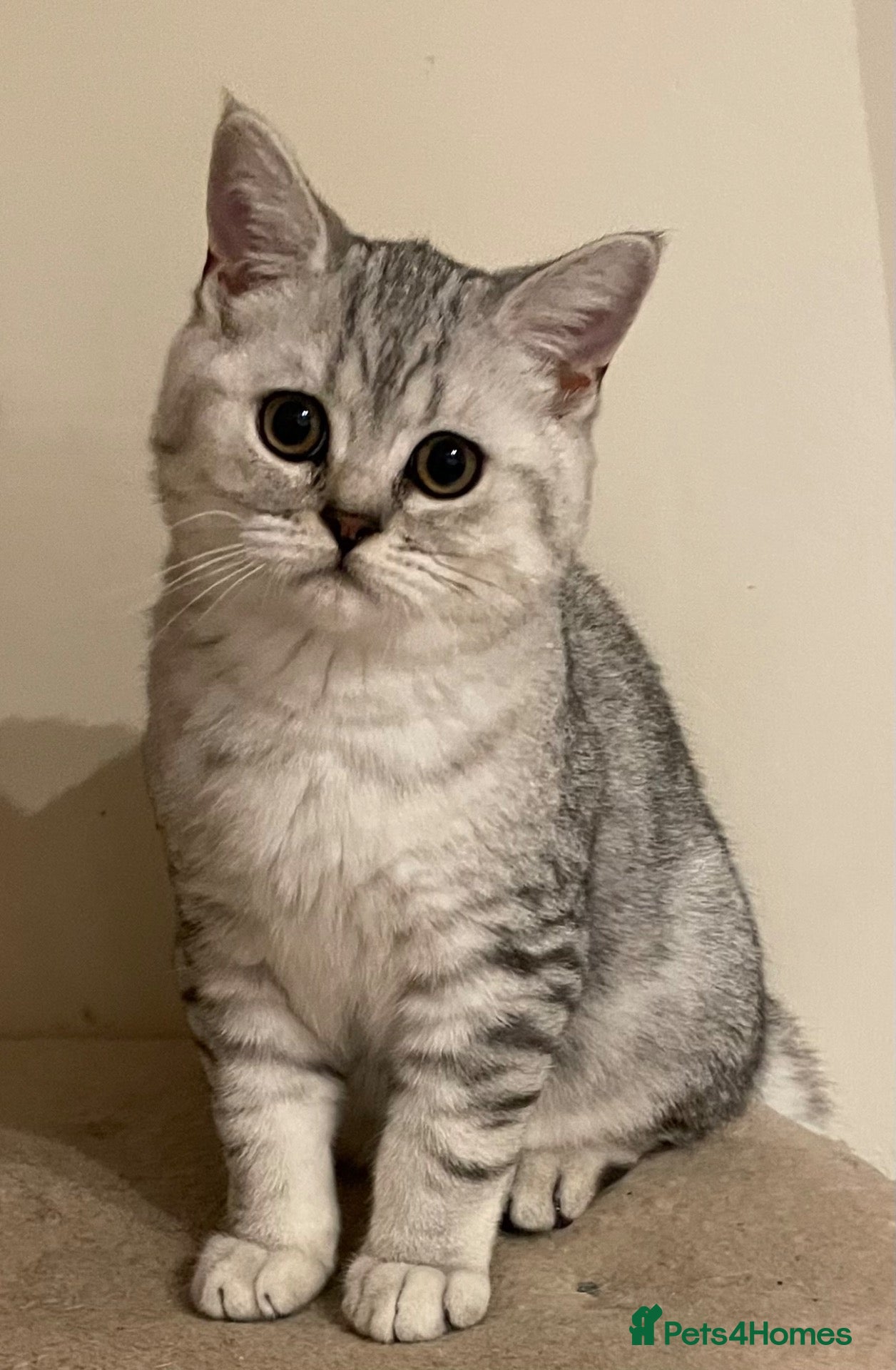 British Shorthair cats for sale: Super cuddly - Advert 1