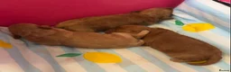 Toy Poodle dogs for sale: 3 lovely Toy Poodles  - Advert 8