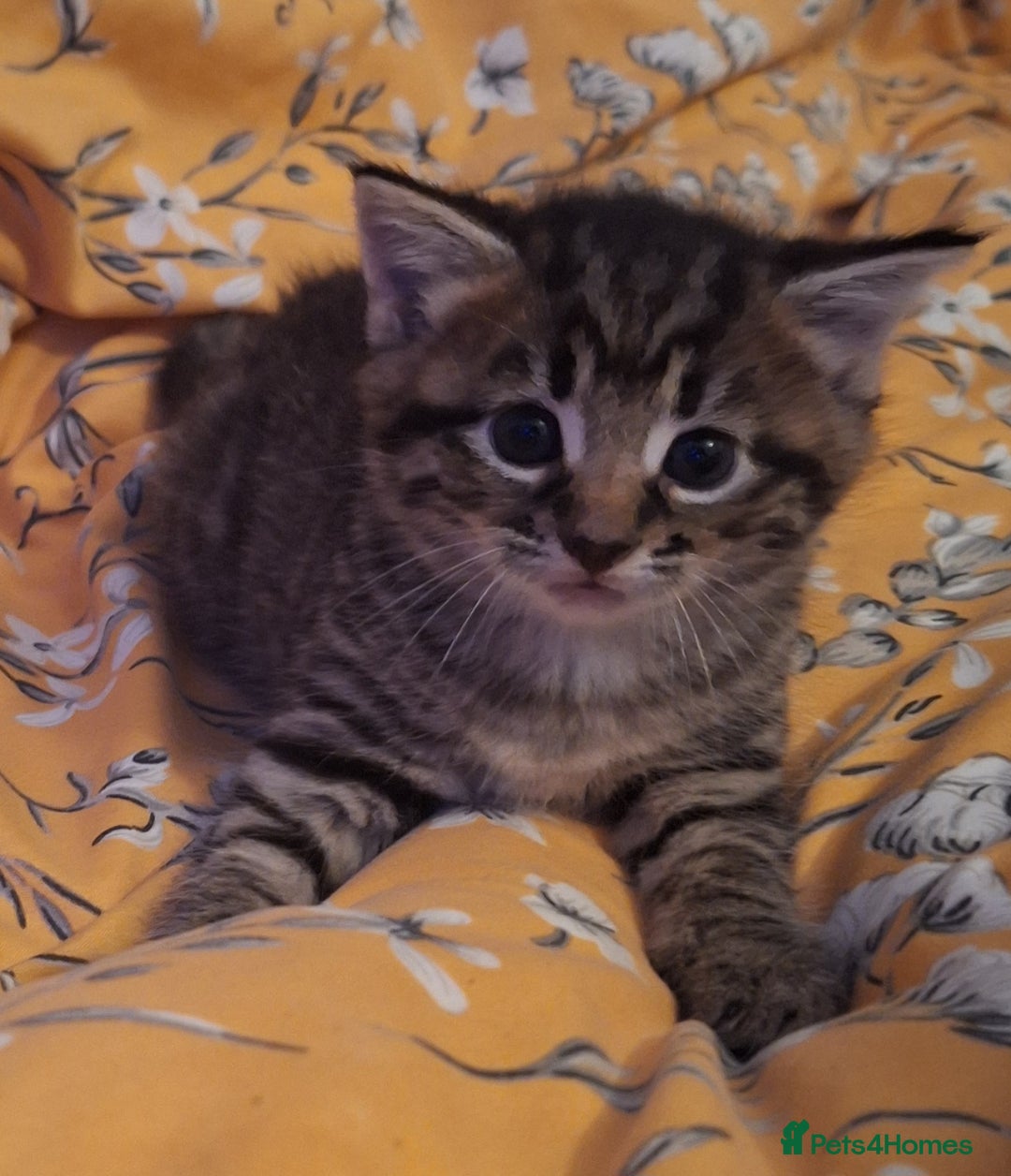 Mixed Breed cats for sale: Mixed Half Bengal kittens  - Advert 6
