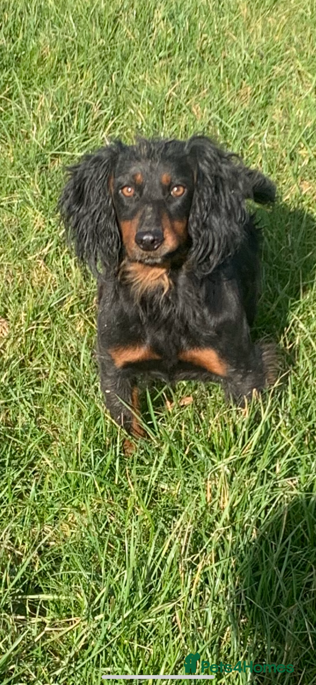 Cockapoo dogs for sale: Cockapoo puppies F1 READY TO LEAVE 🏡🥰 in Leicester - Image 35