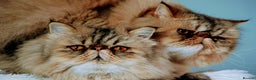 Persian cats for sale: Eric & Mickey - Advert 1