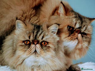 Persian cats Eric & Mickey - Advert 1