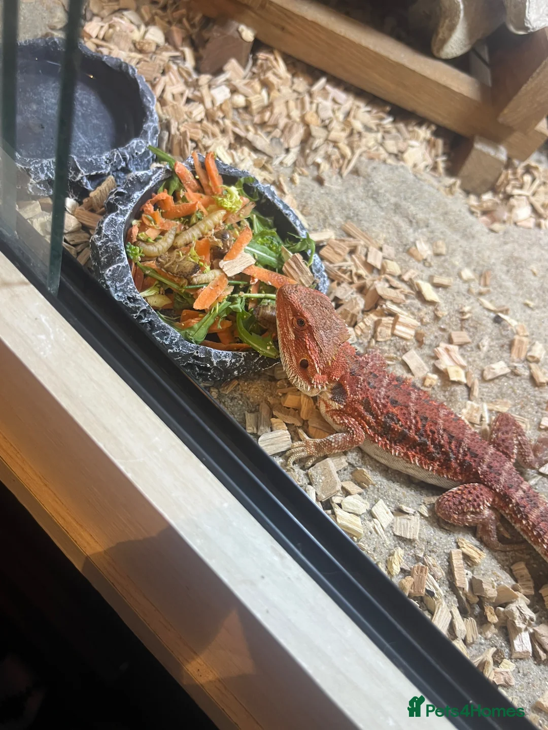 Bearded Dragon reptiles for sale: male bearded dragon and Viv set up  - Advert 2