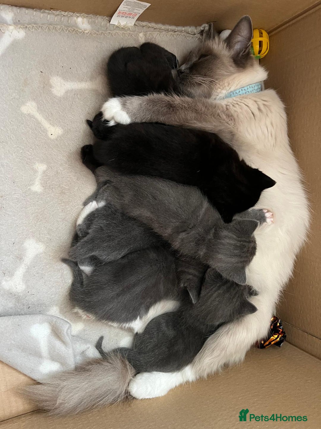 Ragdoll cats for sale: Ragdoll cross kittens - Image 2