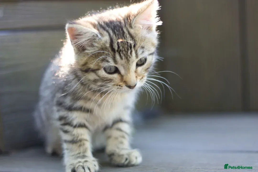 Mixed Breed cats for sale: Loving Tabby Kitten  - Advert 1