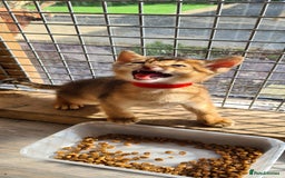 Abyssinian cats for sale: 5 abysinnian pedigree tica registered  - Image 19