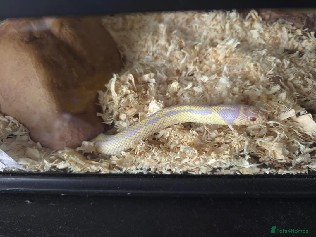 King Snake reptiles for sale: Californian king snake (albino) in Newark - Advert 8