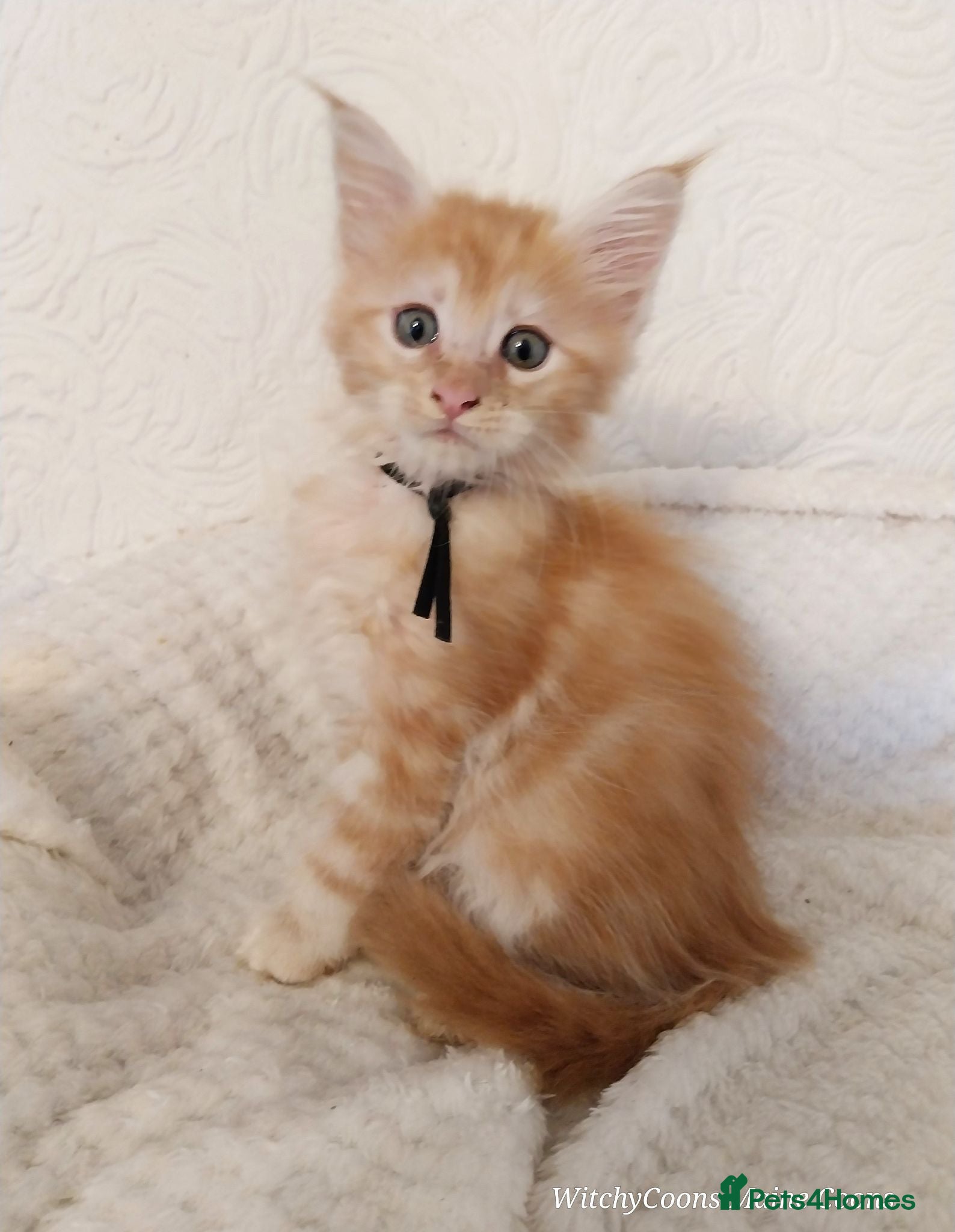 Maine Coon cats TICA Reg Maine Coon Kittens. Red. Tortie. White - Advert 8