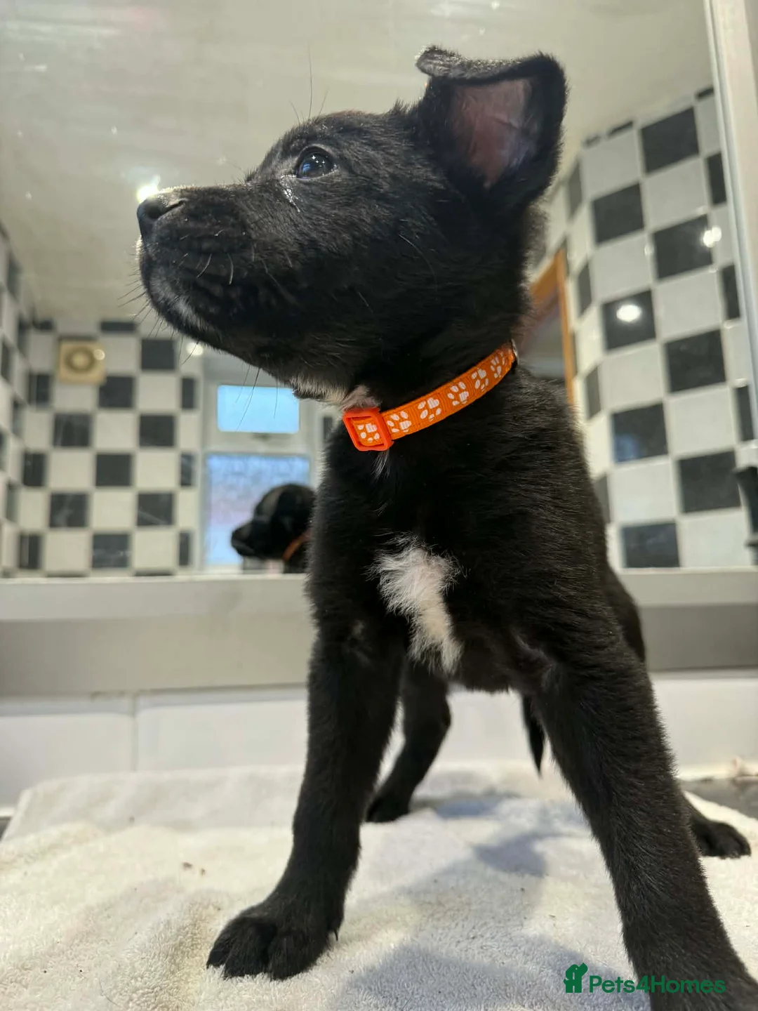 American Bull Staffy dogs for sale: Mixed breed pups  - Advert 2