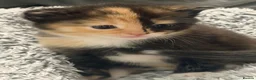 Mixed Breed cats for sale: 3 Beautiful kittens left (read description) 🌟 🐱  - Advert 12