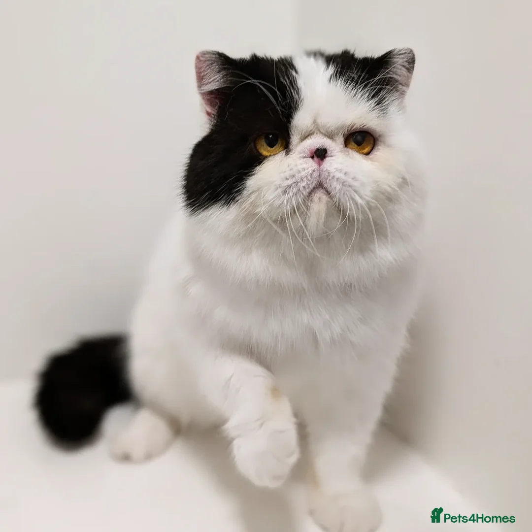 Exotic cats for stud: 🧡Stunning exotic shorthair, Russian import 😉🧡  in Tadworth - Advert 6