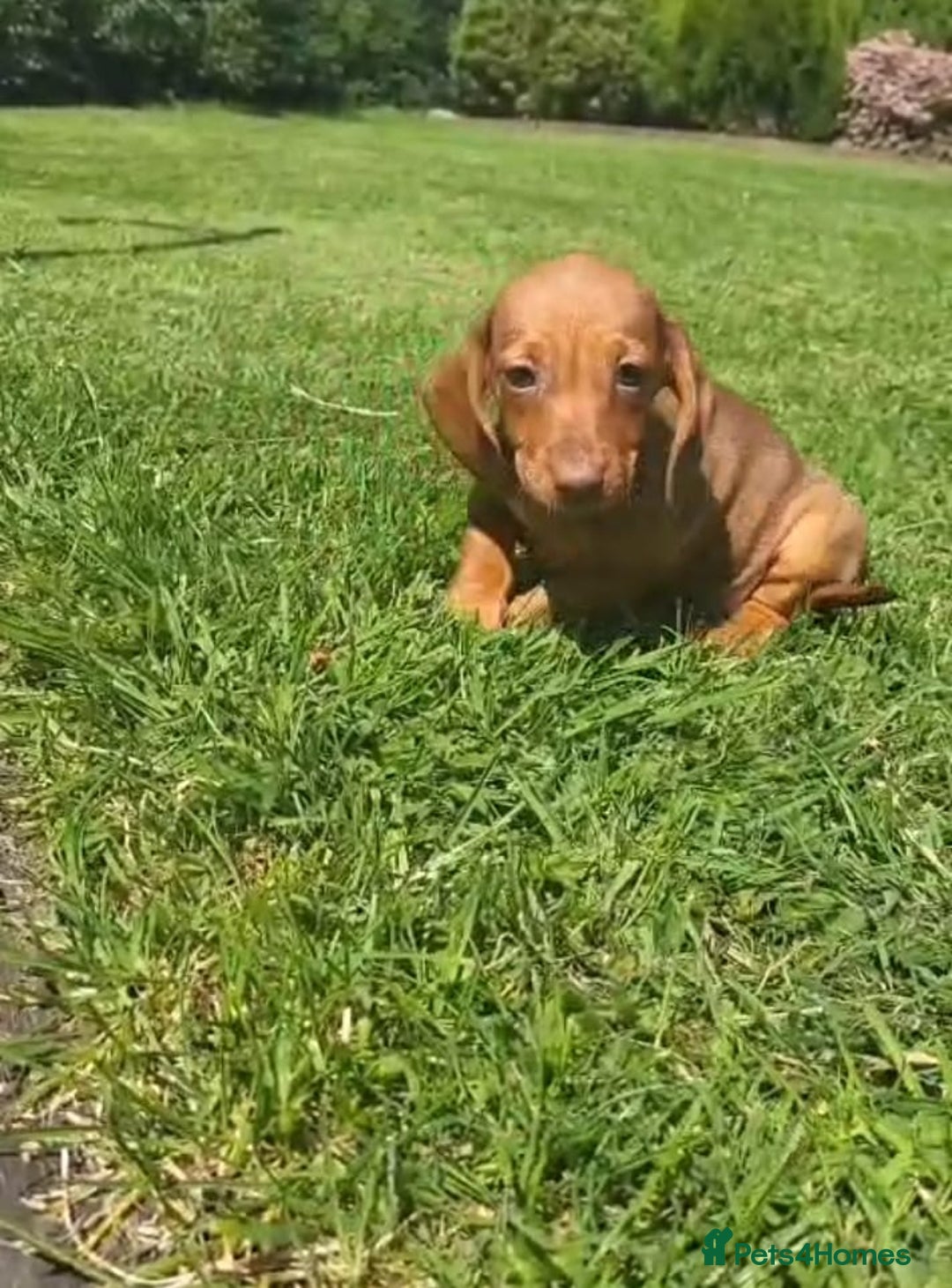 Miniature Dachshund dogs for sale: Adorable Miniature Dachshund Pups  - Image 3