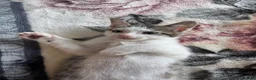 American Shorthair cats for sale: Beautiful kitties looking for forever home  in Northolt - Advert 16