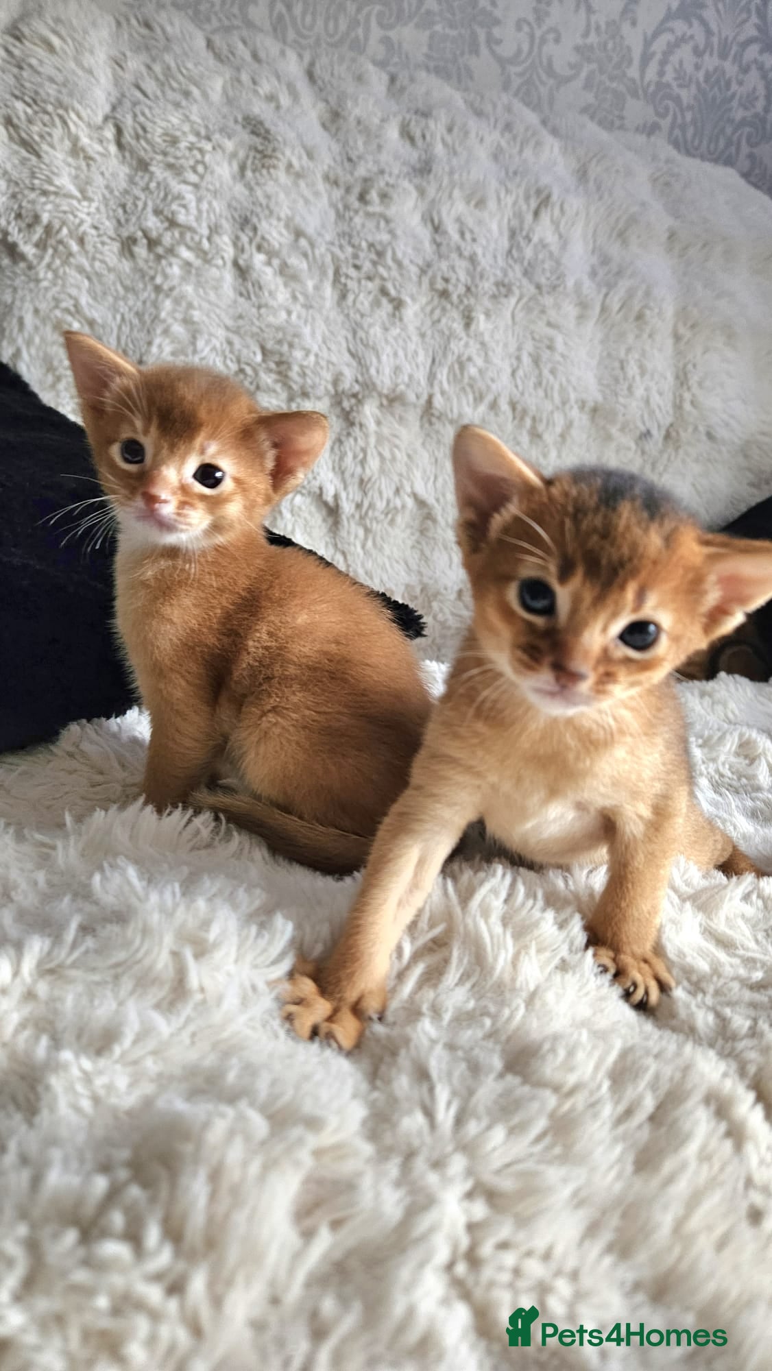 Abyssinian cats Abyssinian Kittens - Advert 6