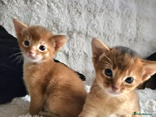 Abyssinian cats Abyssinian Kittens - Advert 6